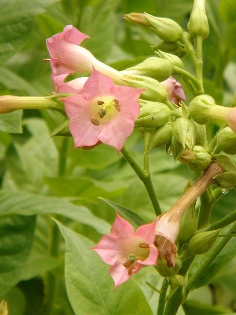 Nicotiana tabacum